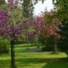 Arboretum Frick avaa tänä kesänä ovensa viimeistä kertaa yleisölle – Arboretumin perustaja Erkki Frick: ”Vähän haikea mieli”