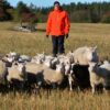 Onko kymmenen vuoden päästä lähiruokapäivää?