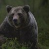 Metsästyskausi käynnissä – suurpetohavainnot kasvussa Pirkanmaalla